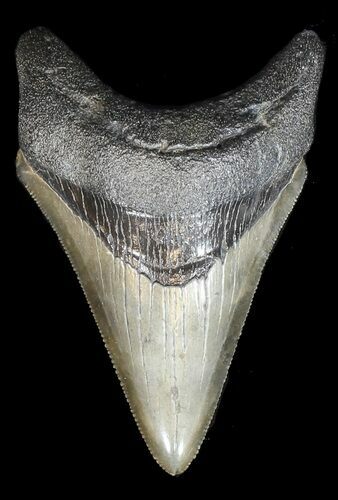 Serrated, Lower Megalodon Tooth #43020